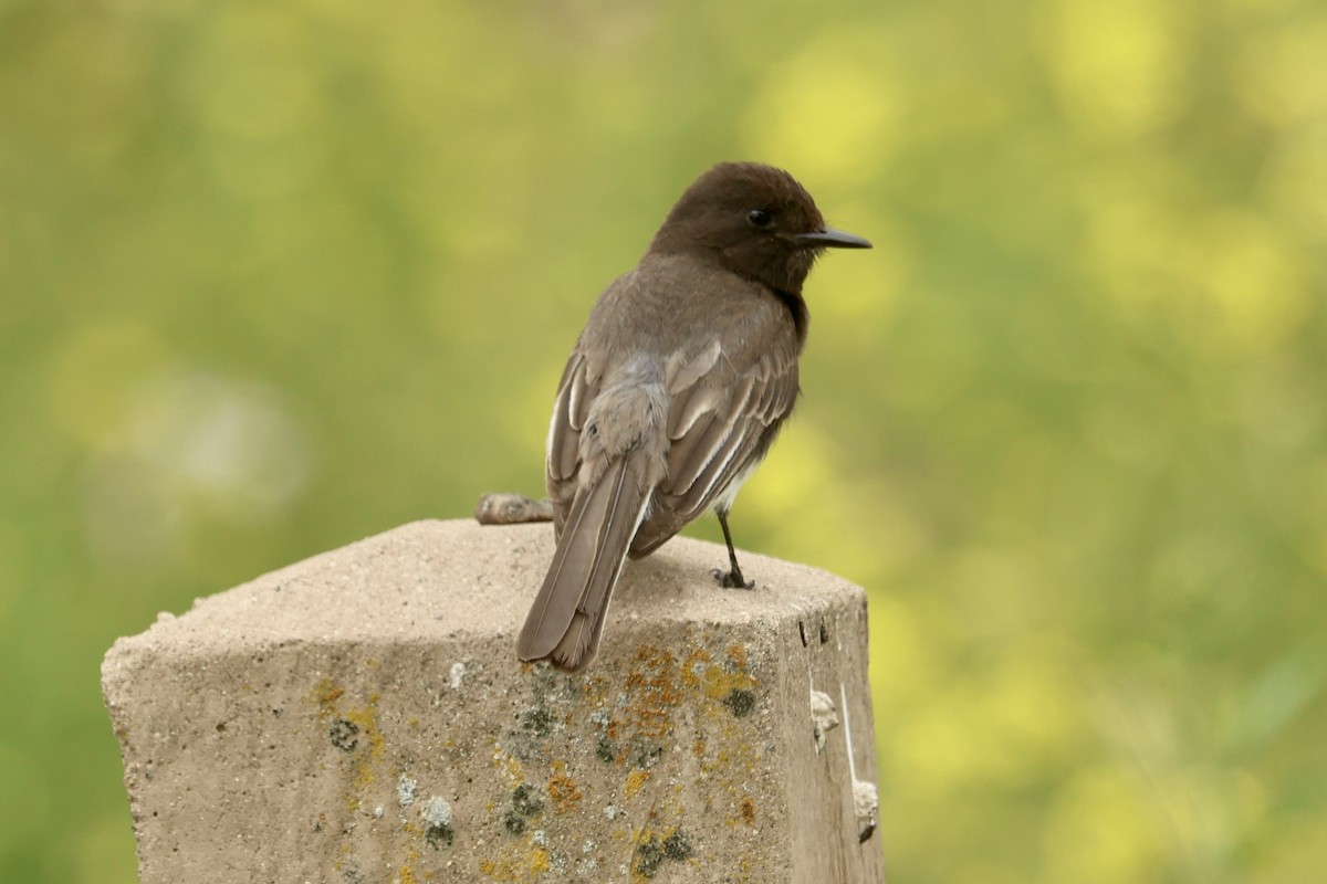 Black Phoebe - Daniel Tinoco