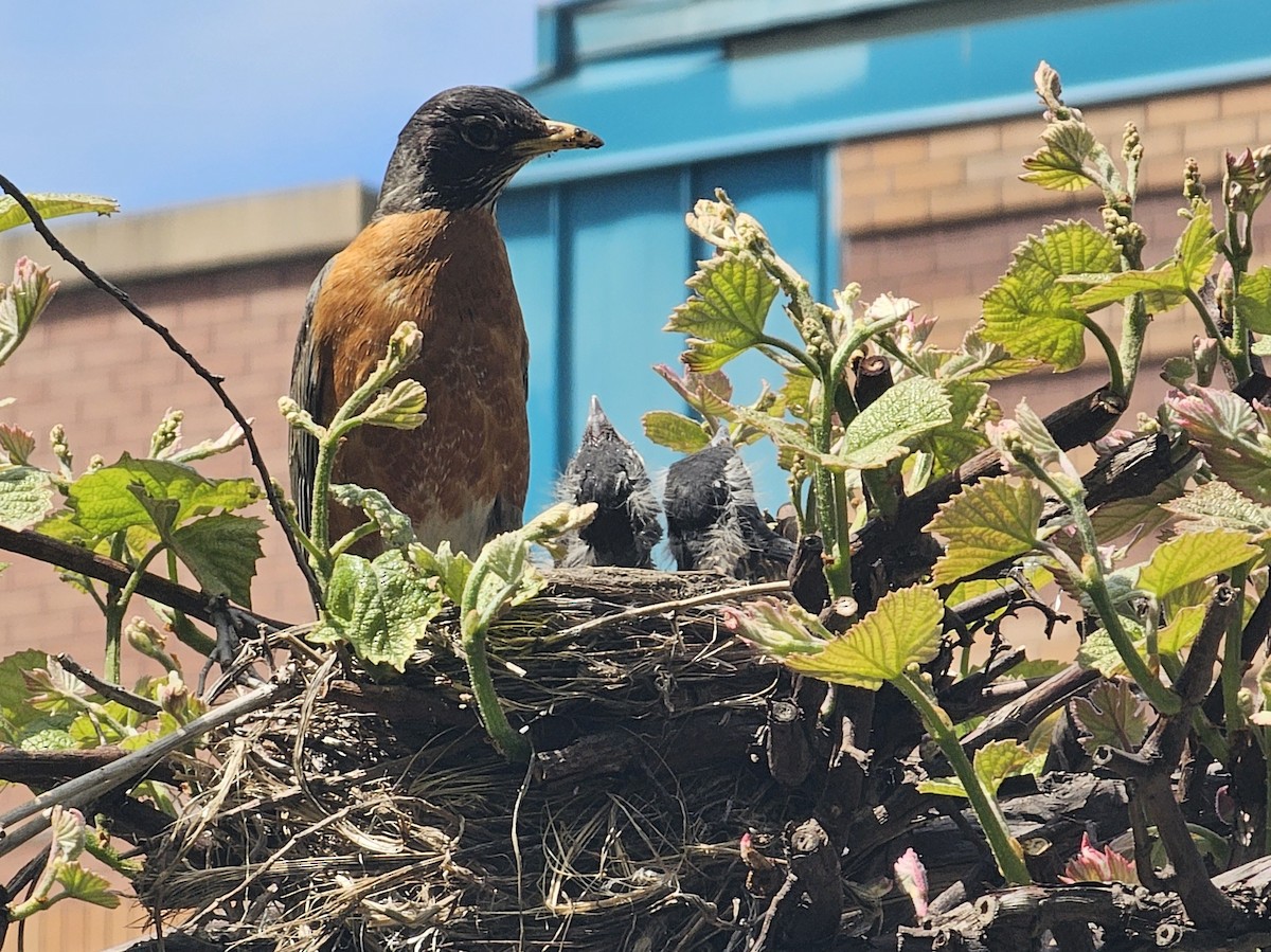 American Robin - ML618413005