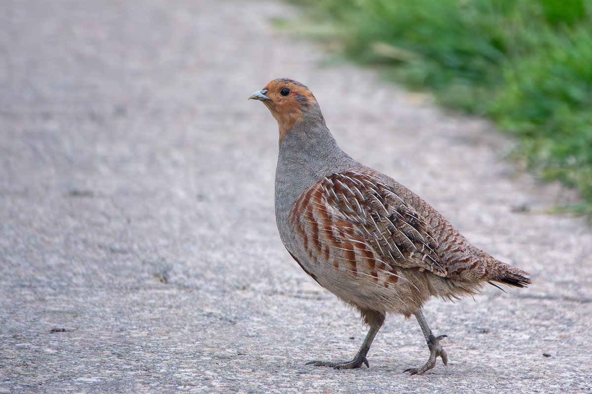 Gray Partridge - ML618413007