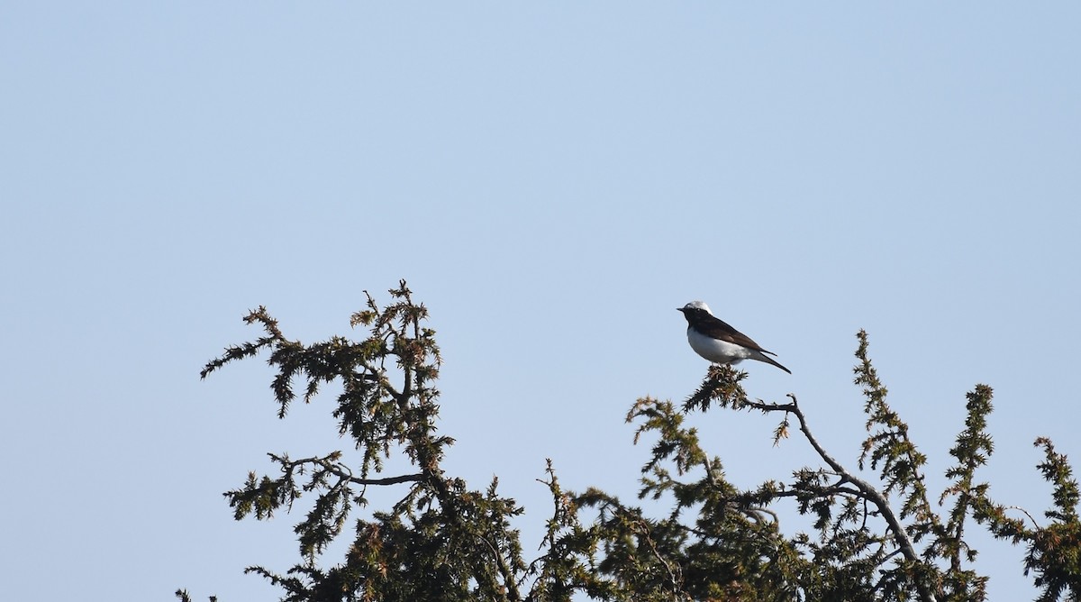 Pied Wheatear - ML618413016