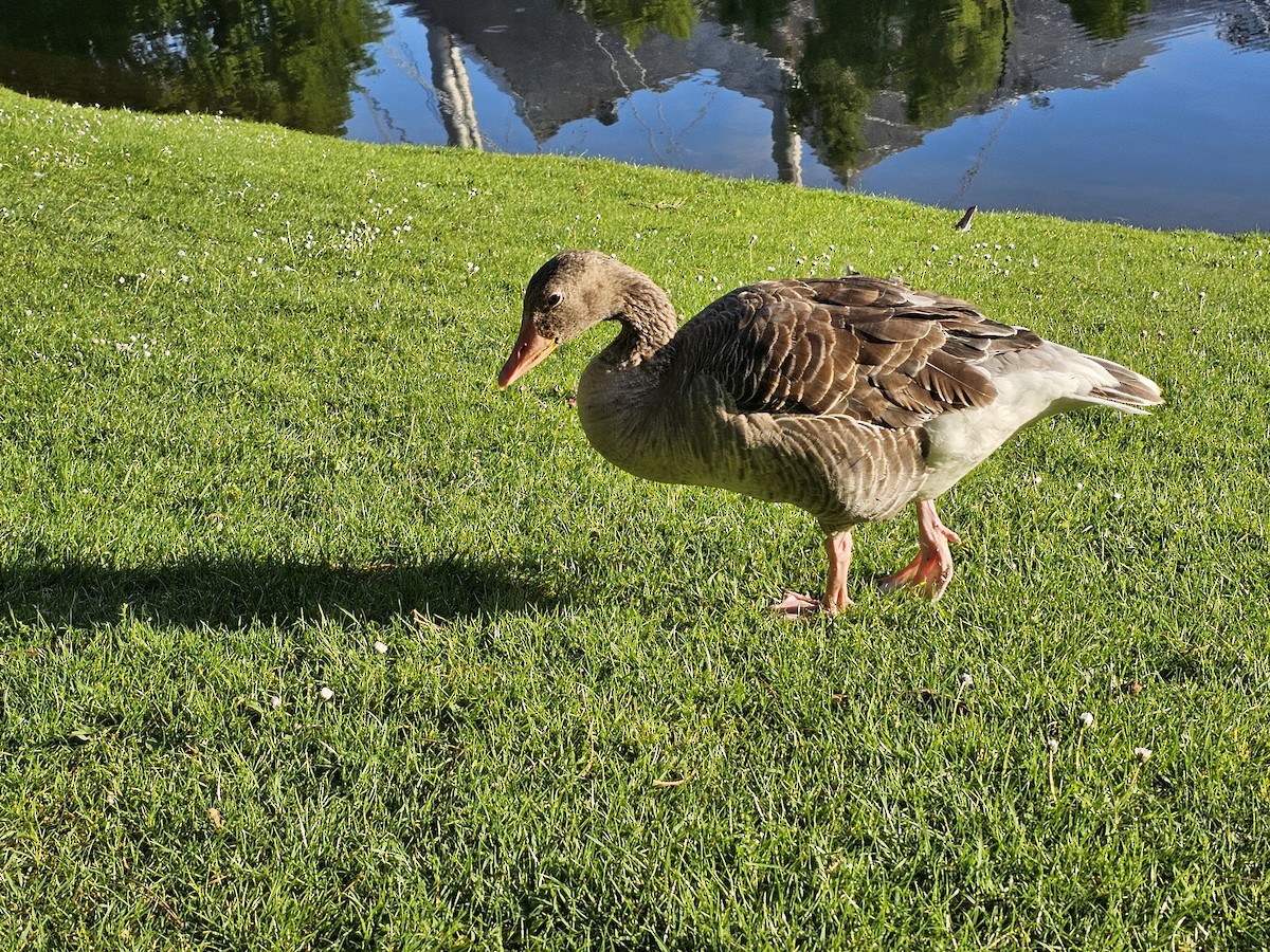 Graylag Goose - ML618413018