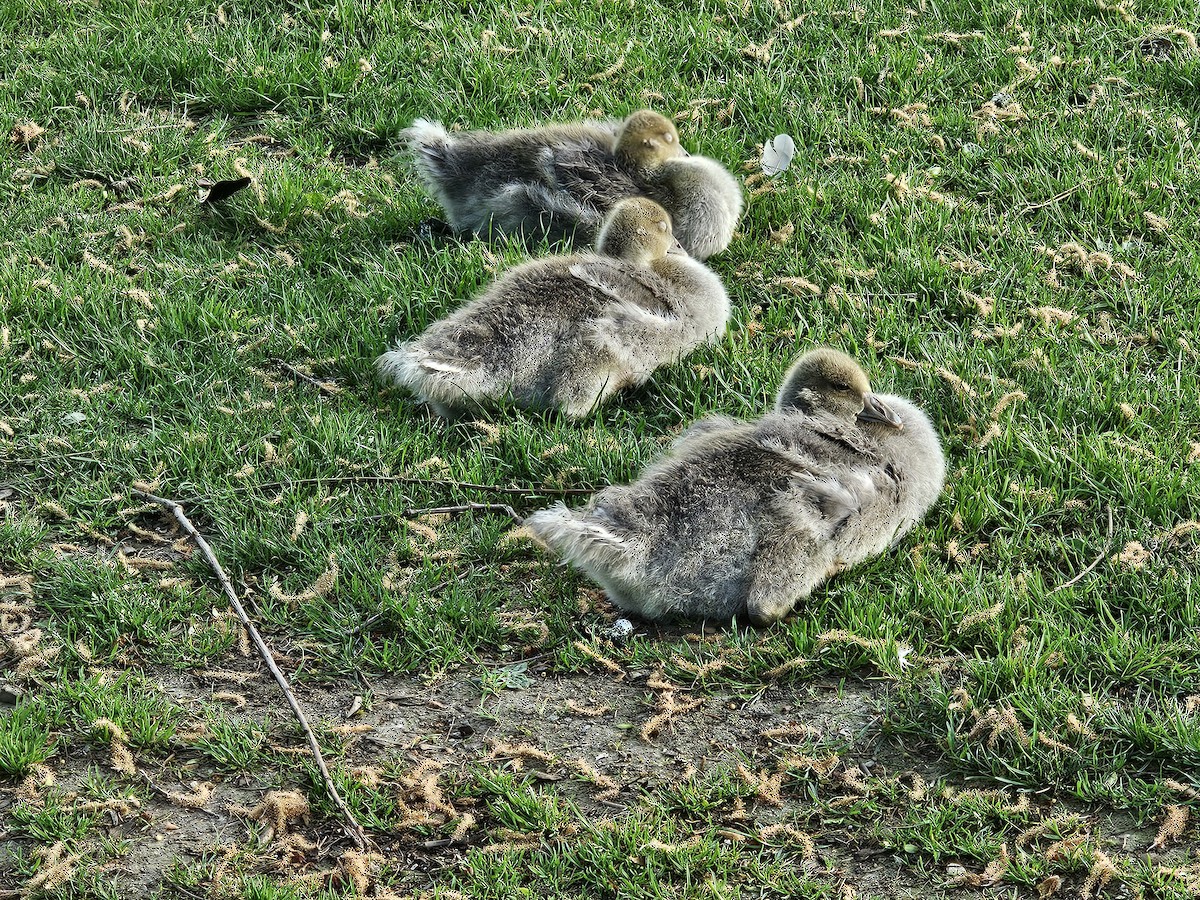 Graylag Goose - ML618413019