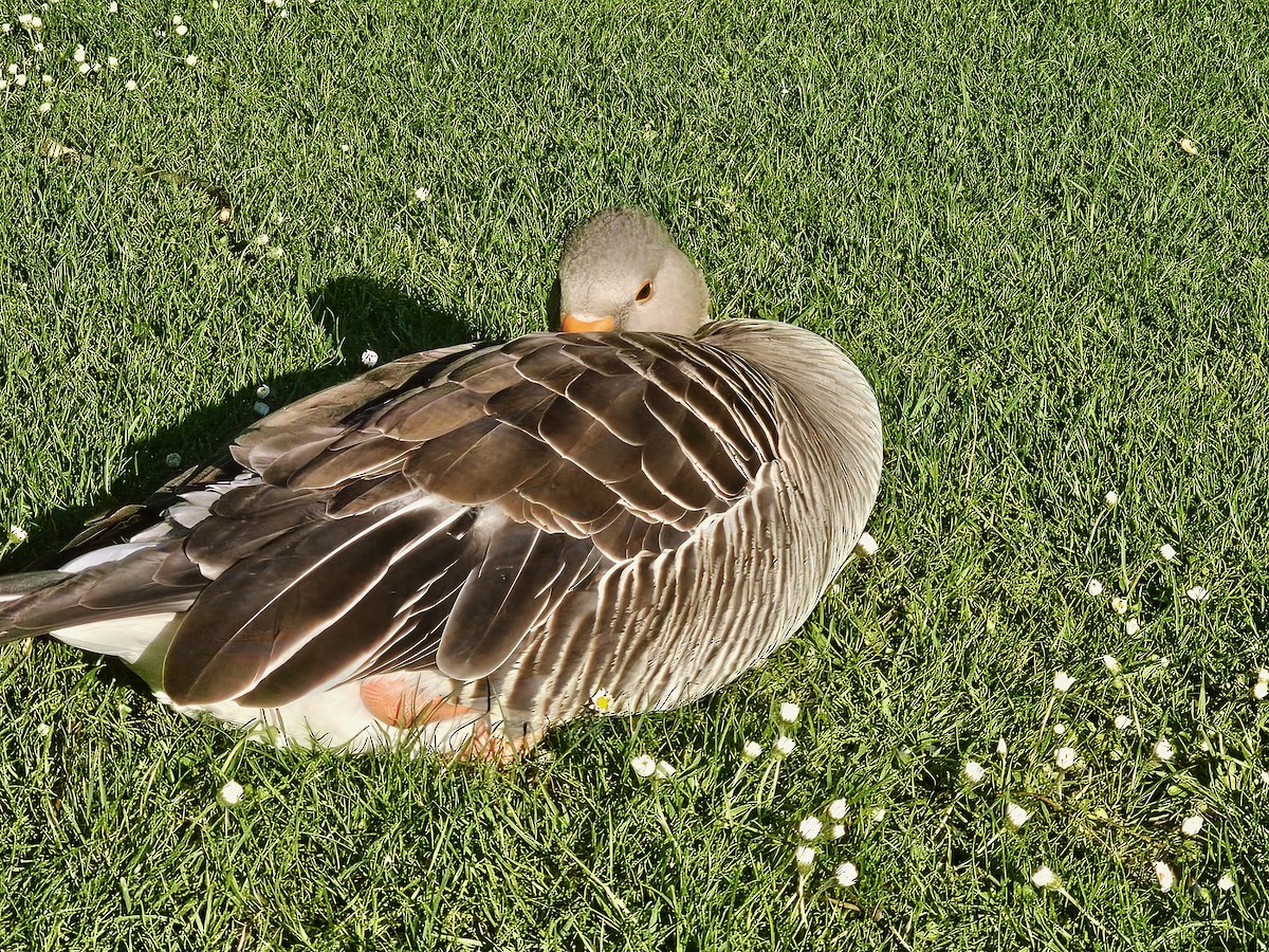 Graylag Goose - ML618413020