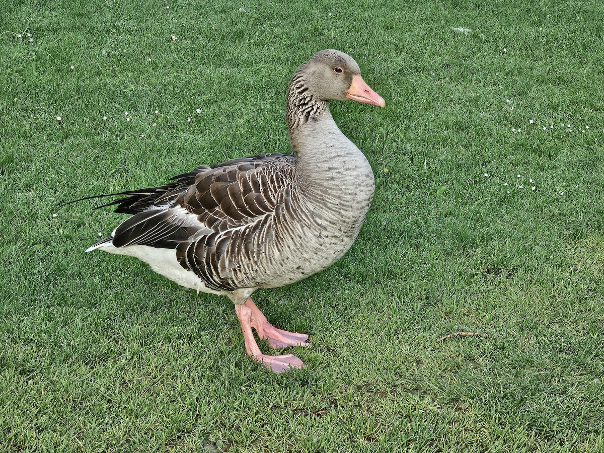 Graylag Goose - ML618413021