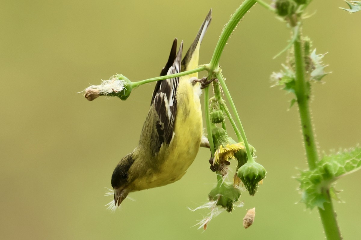 Lesser Goldfinch - ML618413025