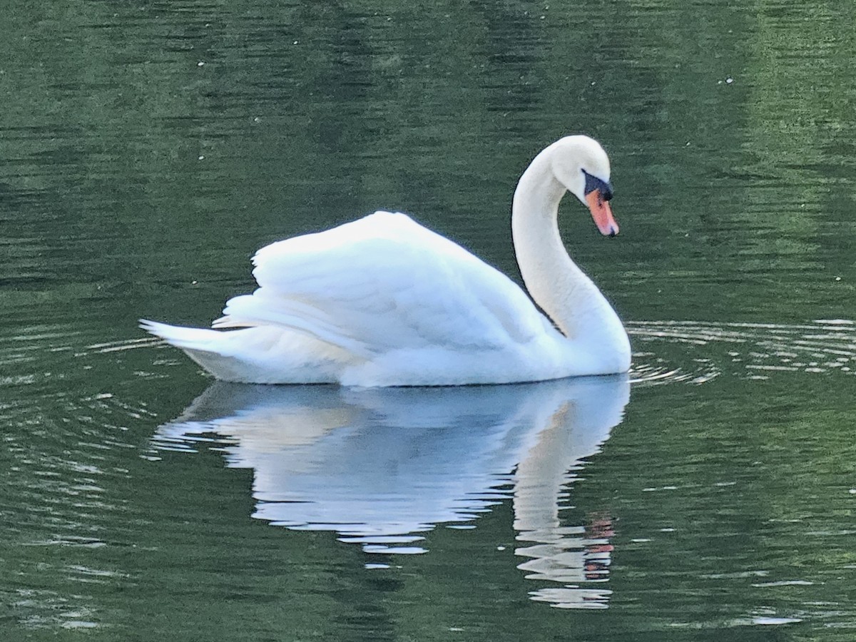 Mute Swan - ML618413031