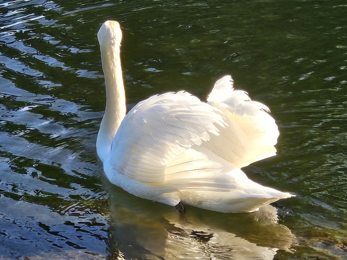 Mute Swan - ML618413032