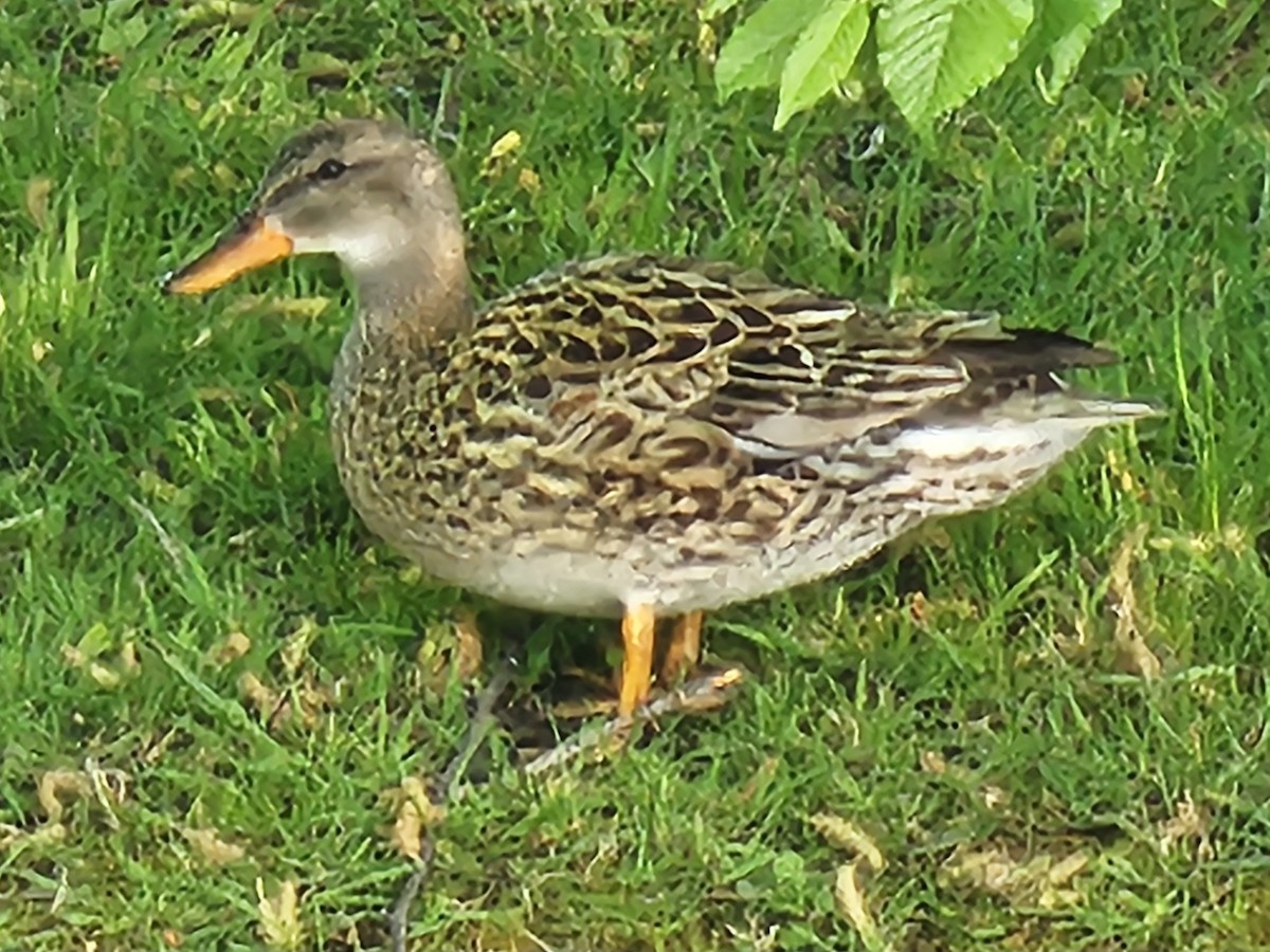 Gadwall - ML618413033