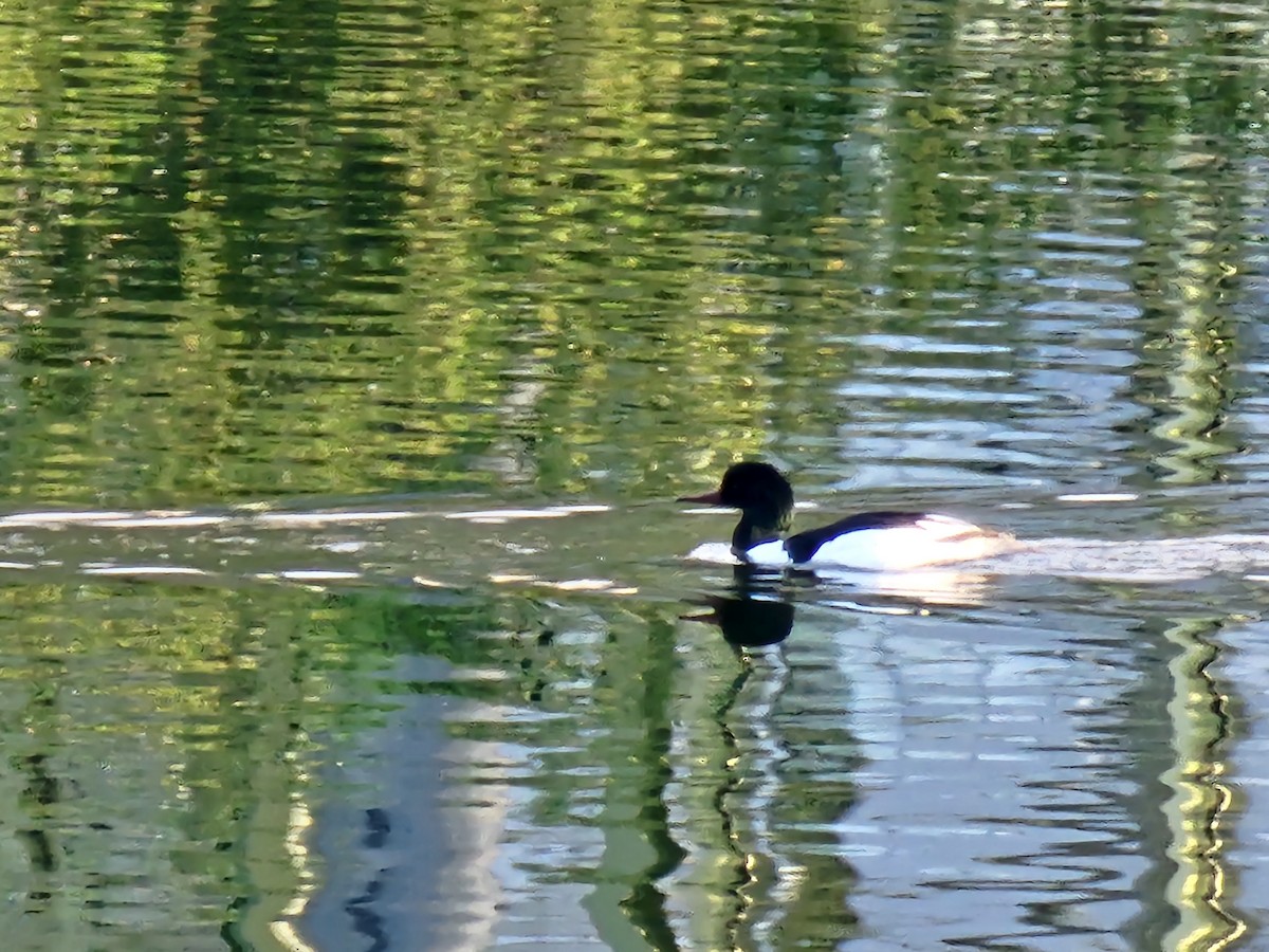 Common Merganser - Ben Davis