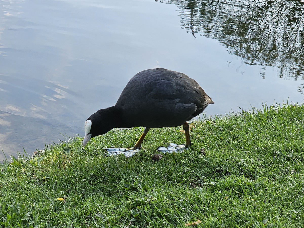 Eurasian Coot - ML618413039