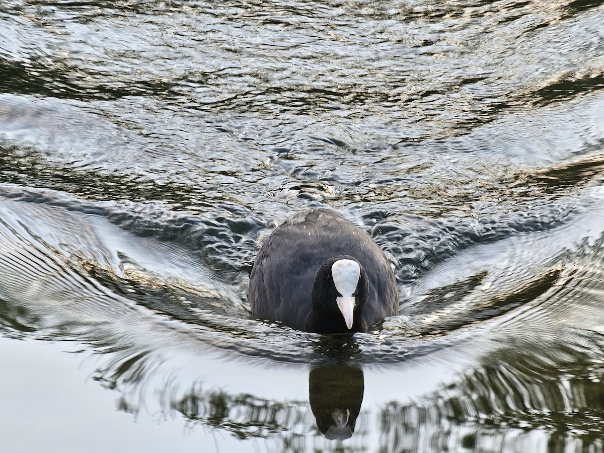 Eurasian Coot - ML618413043