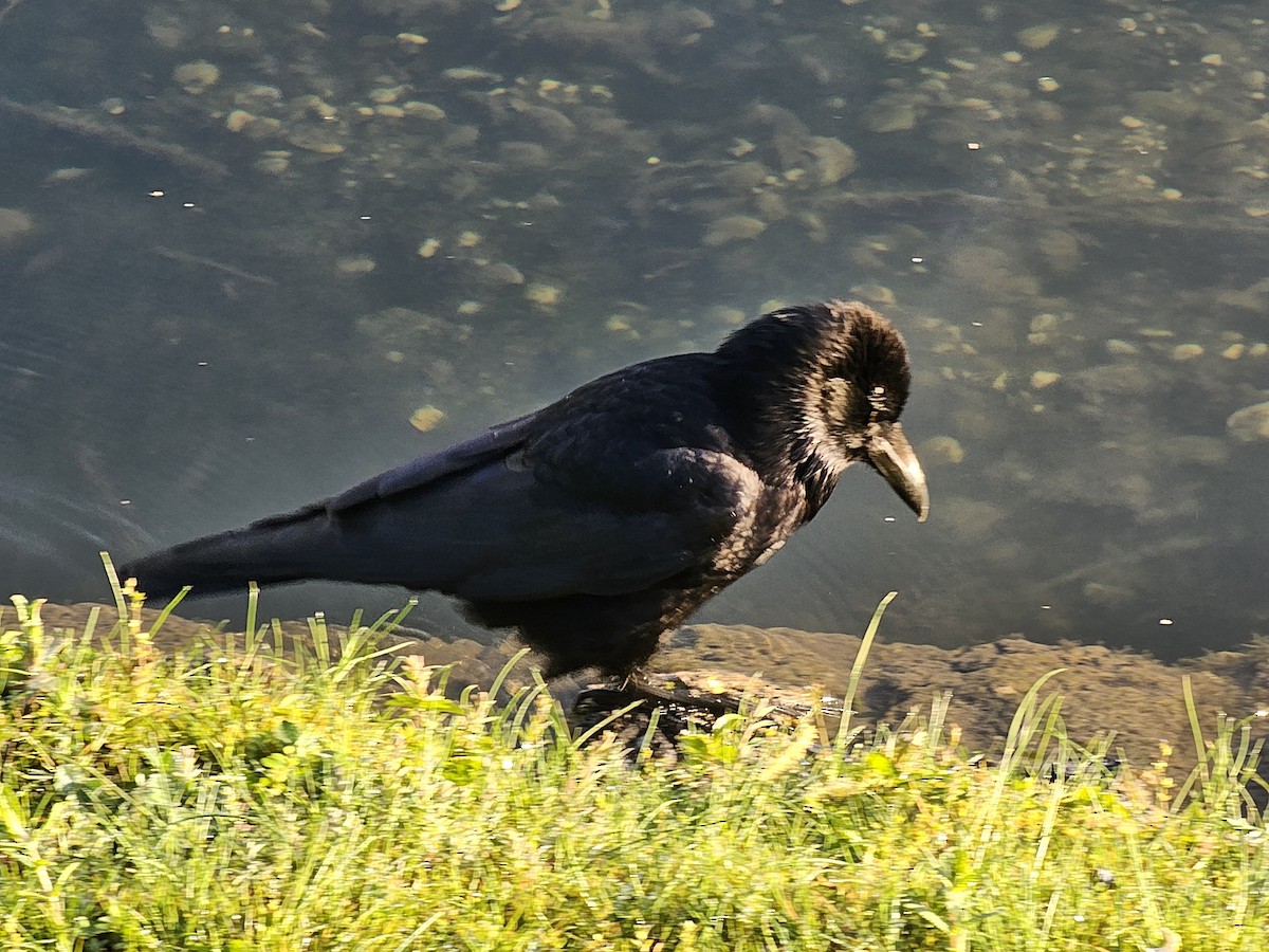 Carrion Crow - ML618413048