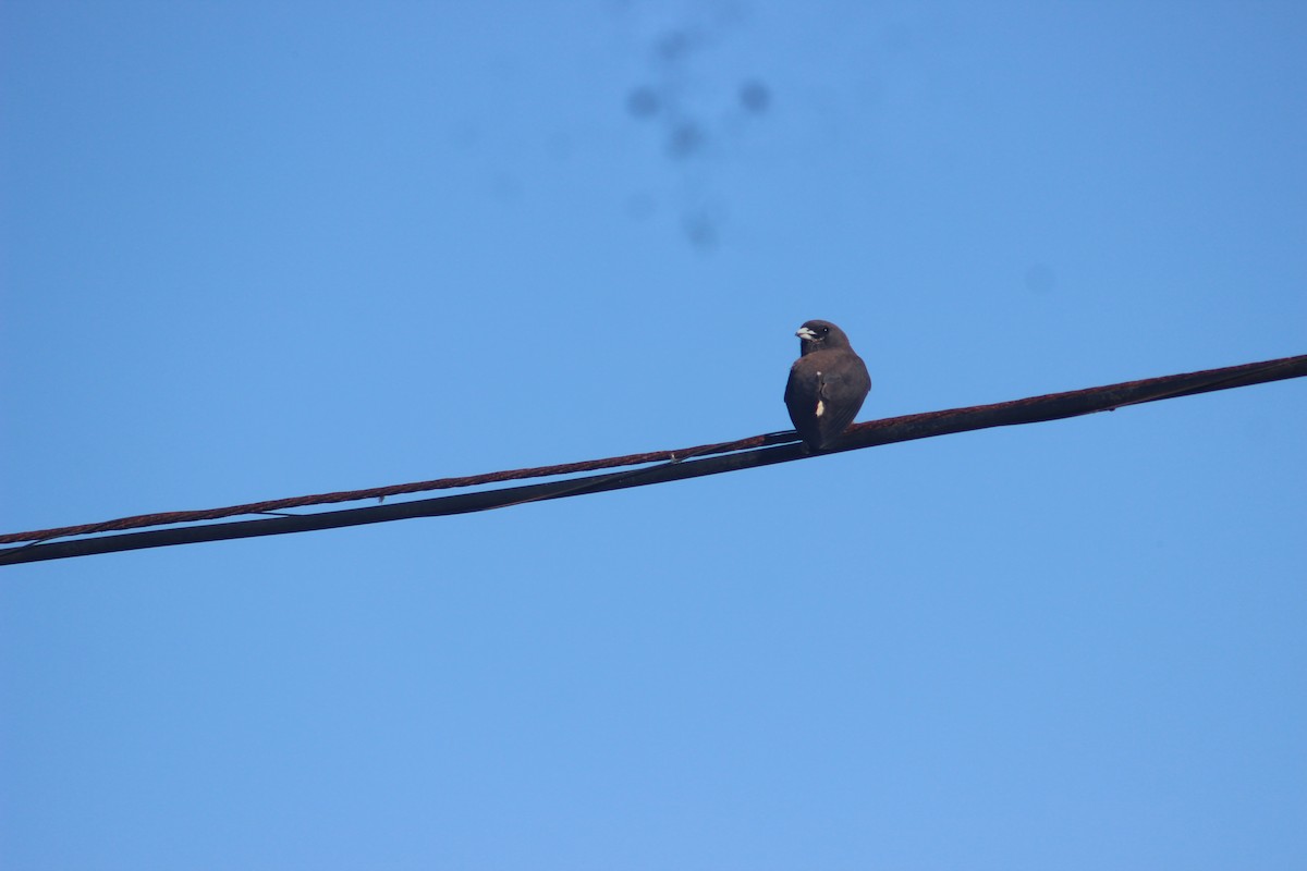 White-breasted Woodswallow - ML618413054