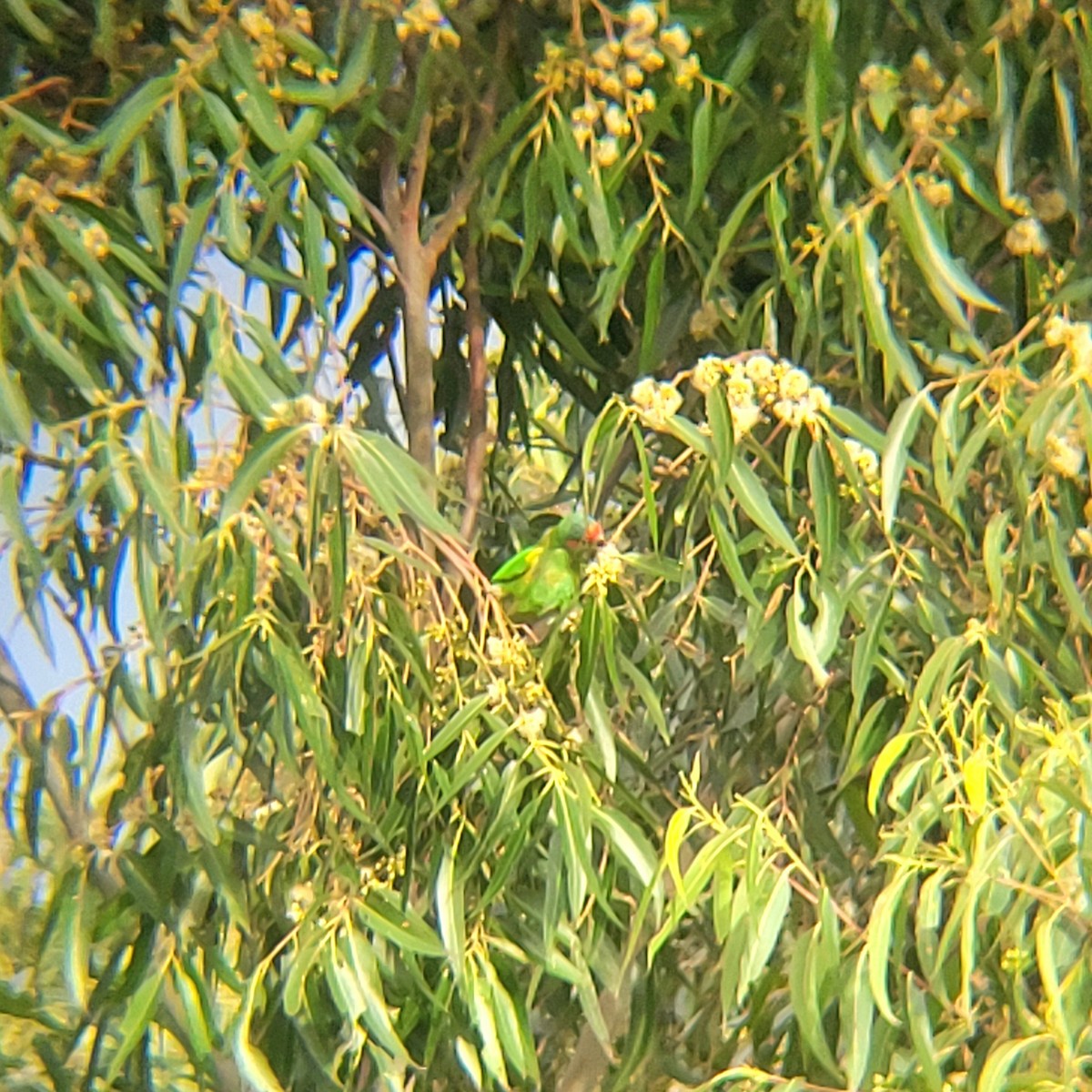 Musk Lorikeet - ML618413087