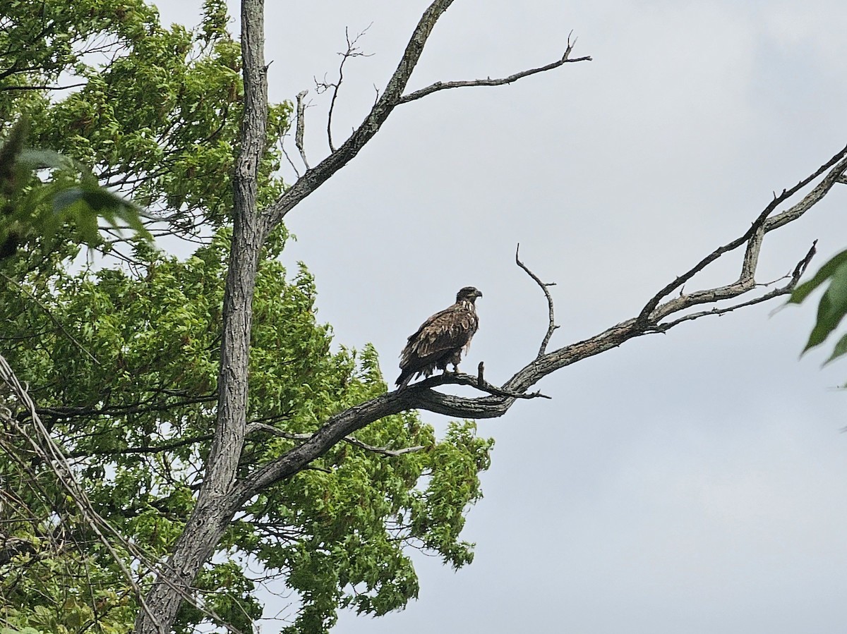 Bald Eagle - ML618413107