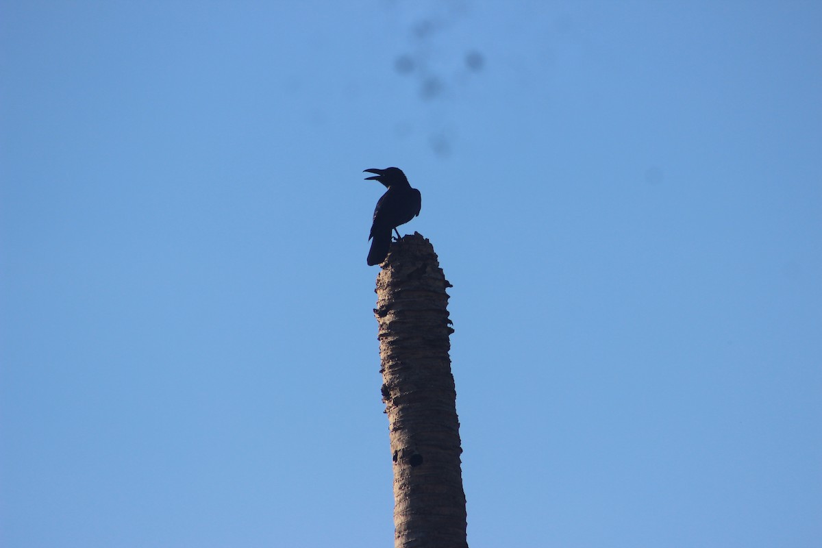 Corbeau à gros bec - ML618413121