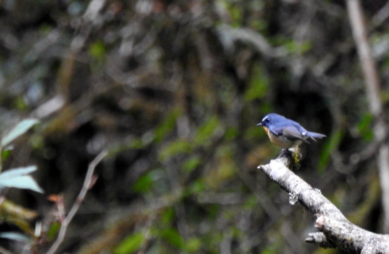 Snowy-browed Flycatcher - Rajaneesh  Ghadi