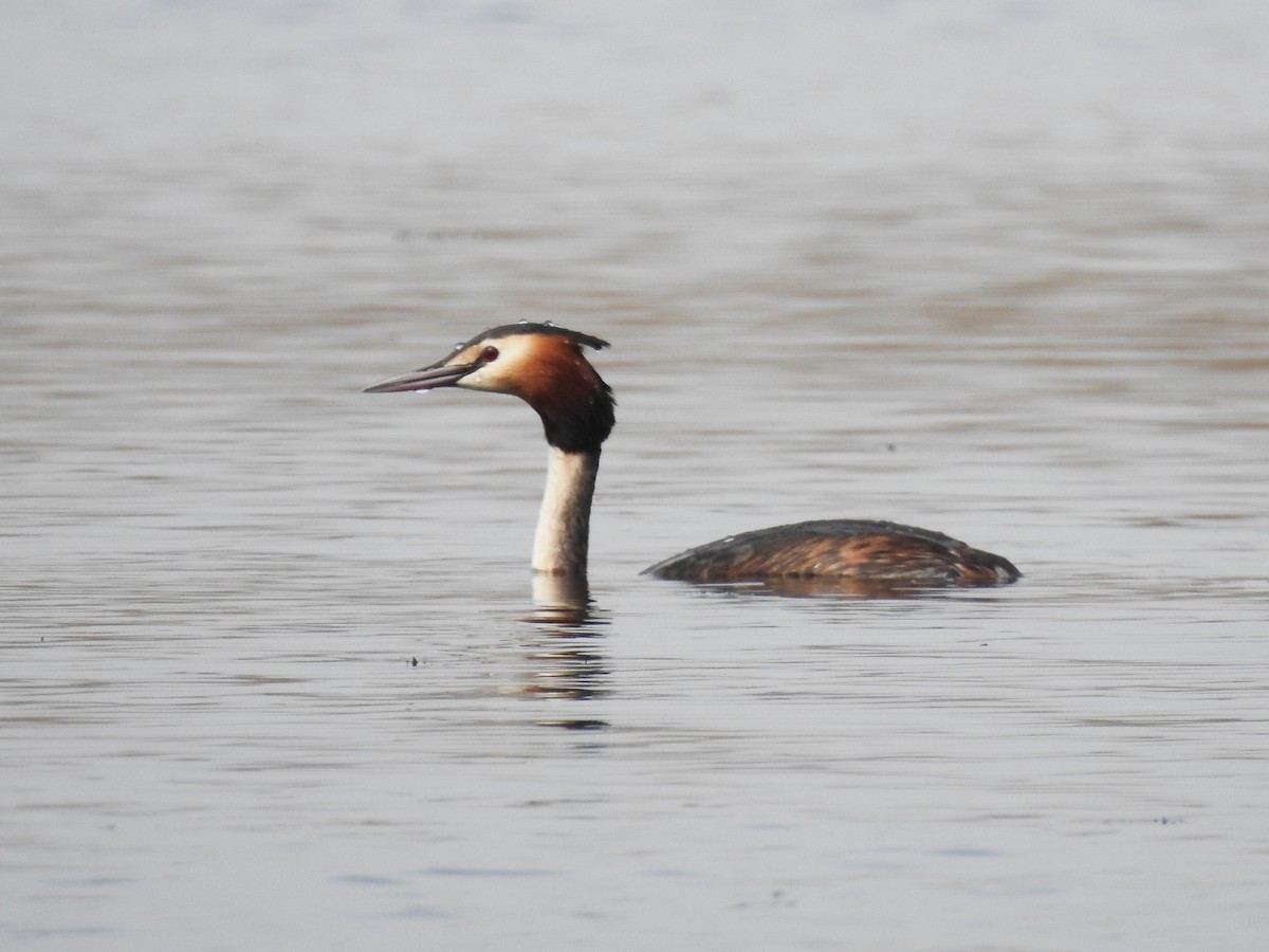 Great Crested Grebe - African Googre