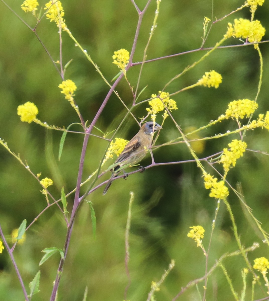 Blue Grosbeak - ML618413147