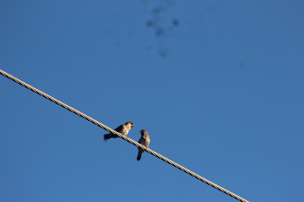 Scaly-breasted Munia - ML618413153