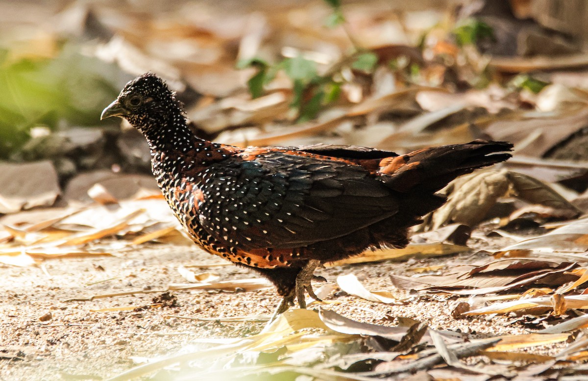 Painted Spurfowl - ML618413157