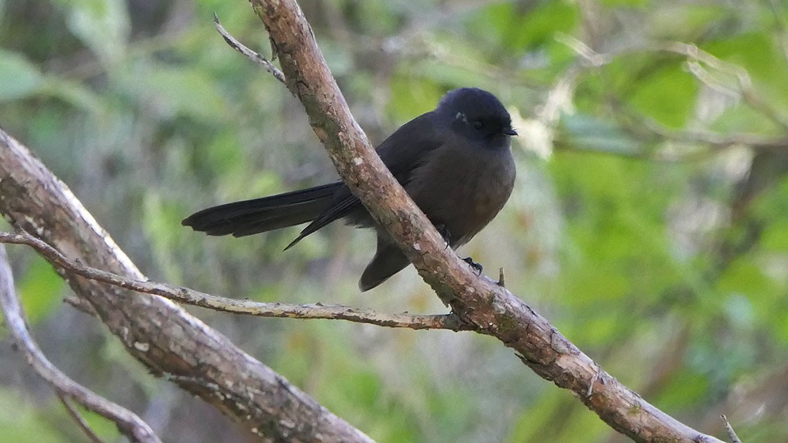 New Zealand Fantail - Daniel Bastaja