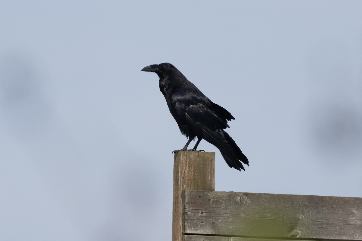 Common Raven - ML618413168