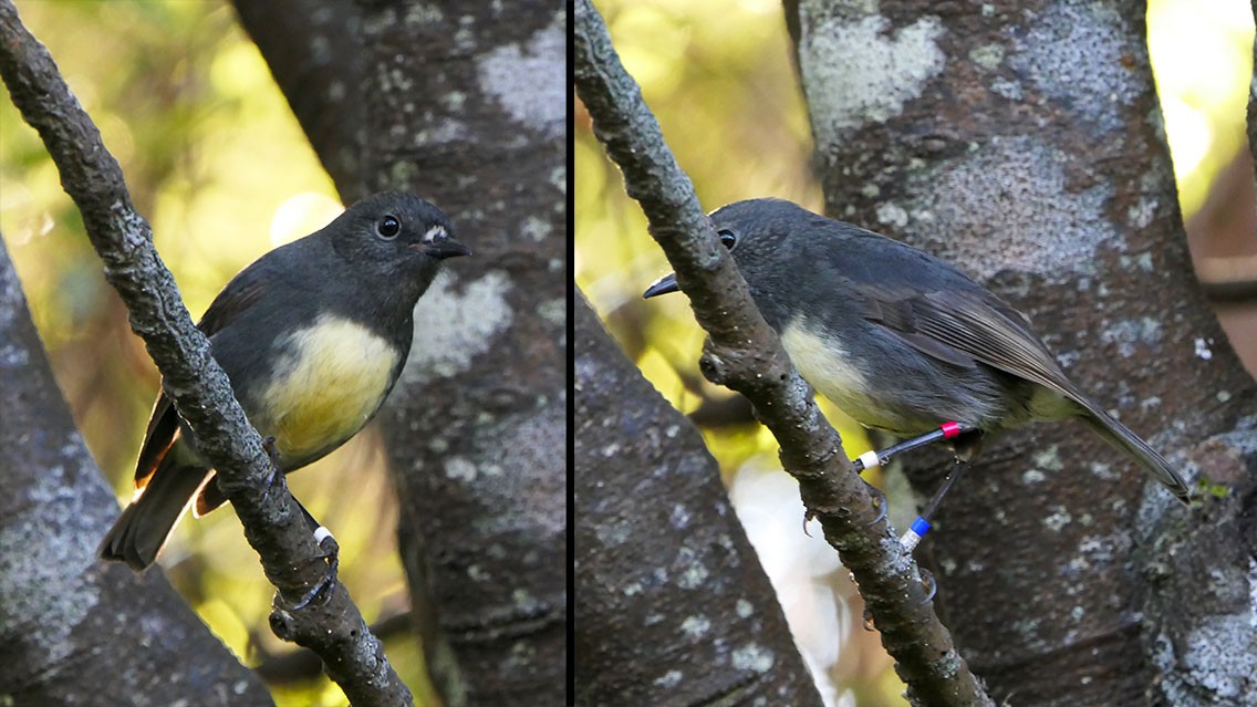 North Island Robin - Daniel Bastaja