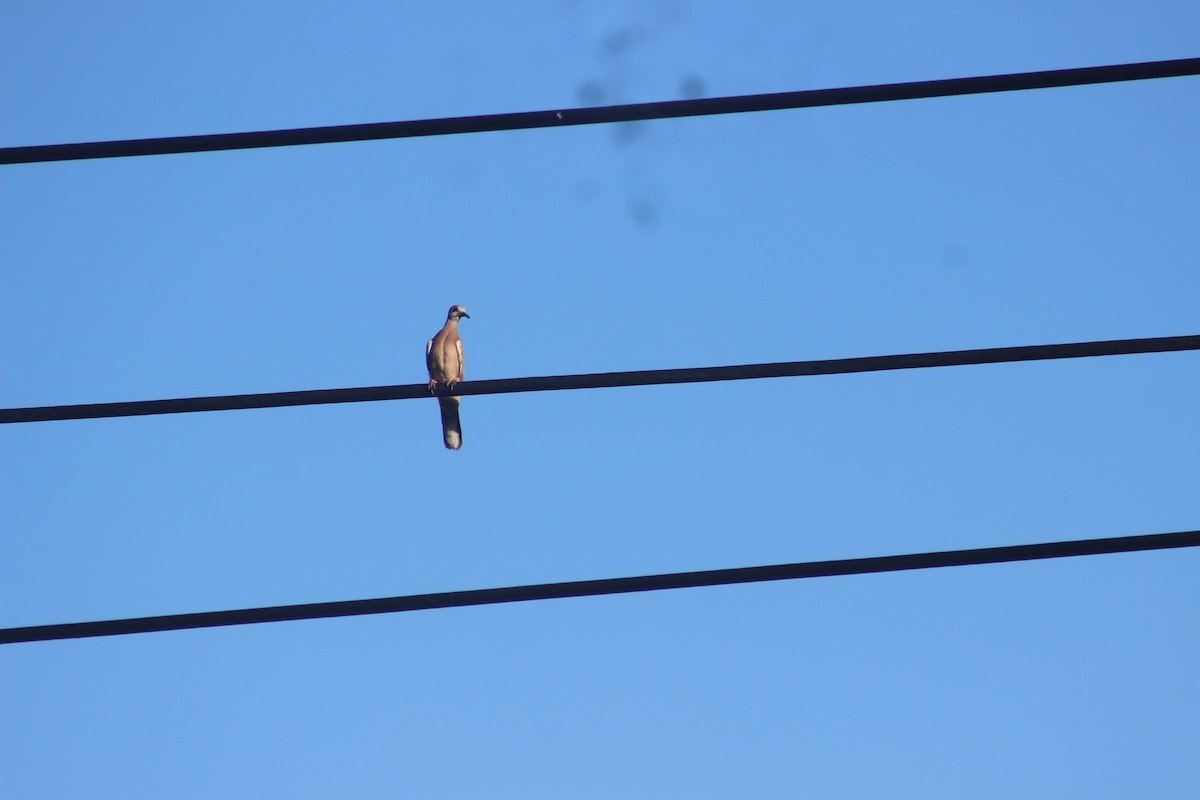 Spotted Dove - ML618413213