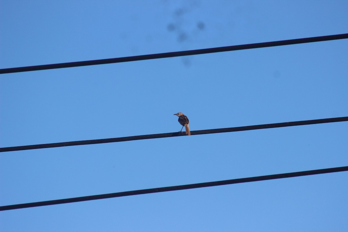 Striated Grassbird - ML618413217