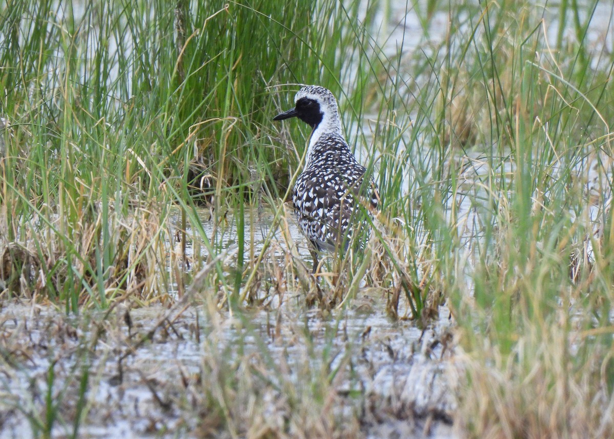 Black-bellied Plover - Alberto Laiz