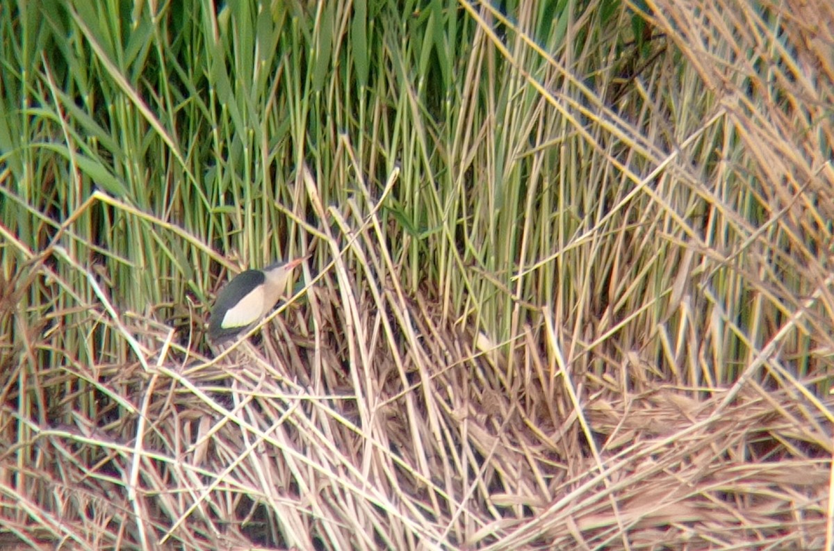 Little Bittern - Hynek Koziol