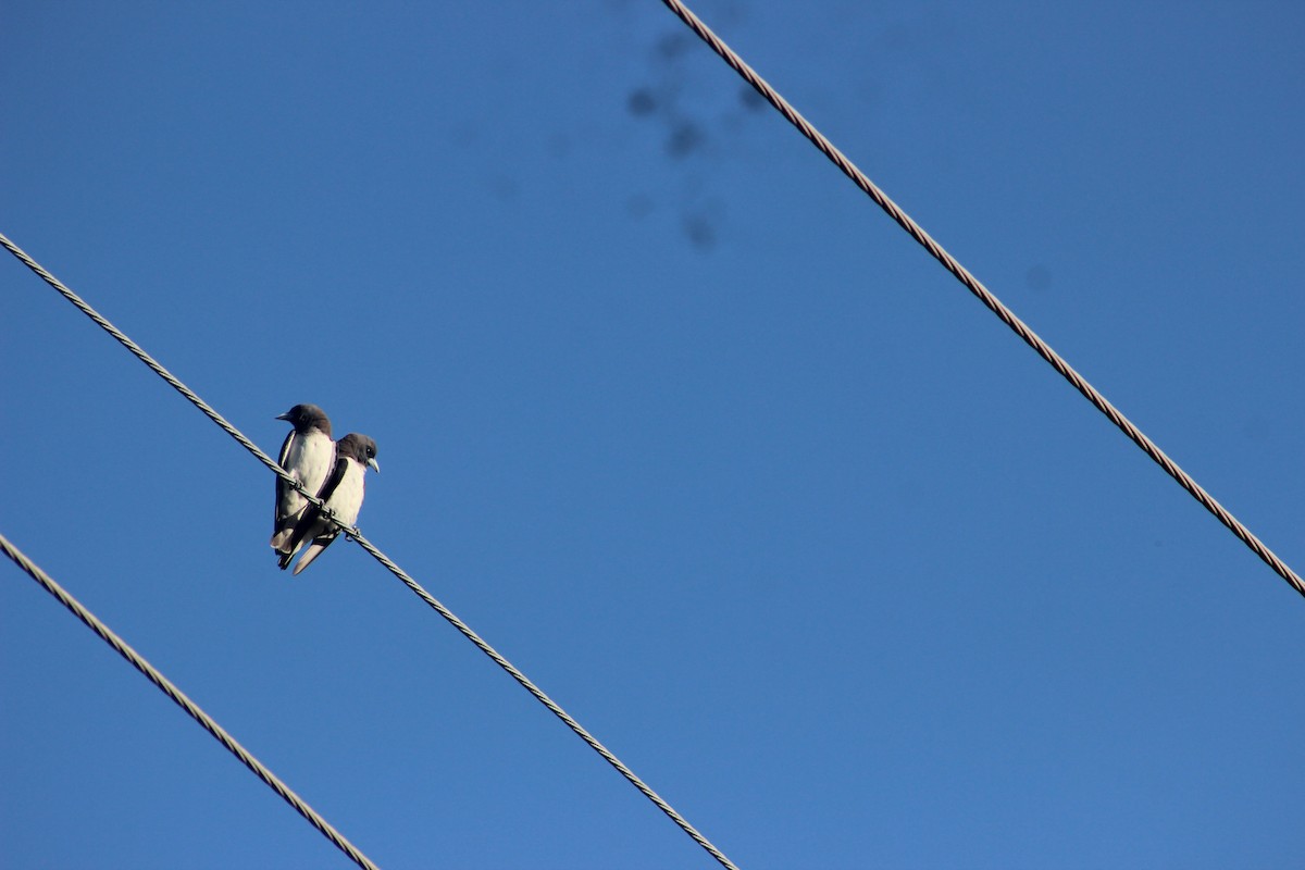 White-breasted Woodswallow - Ian Cary Prado
