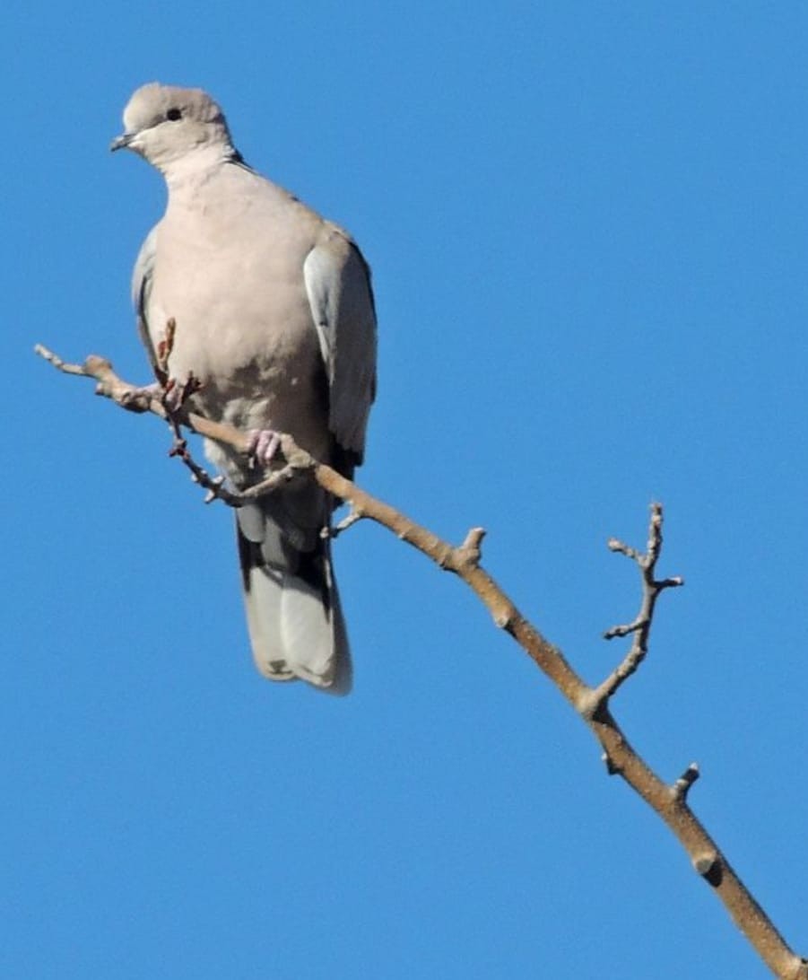 Eurasian Collared-Dove - ML618413280