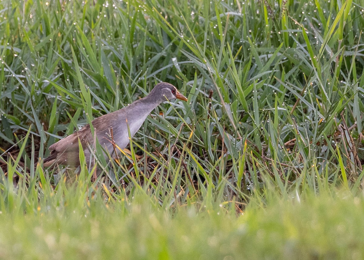 White-browed Crake - ML618413294