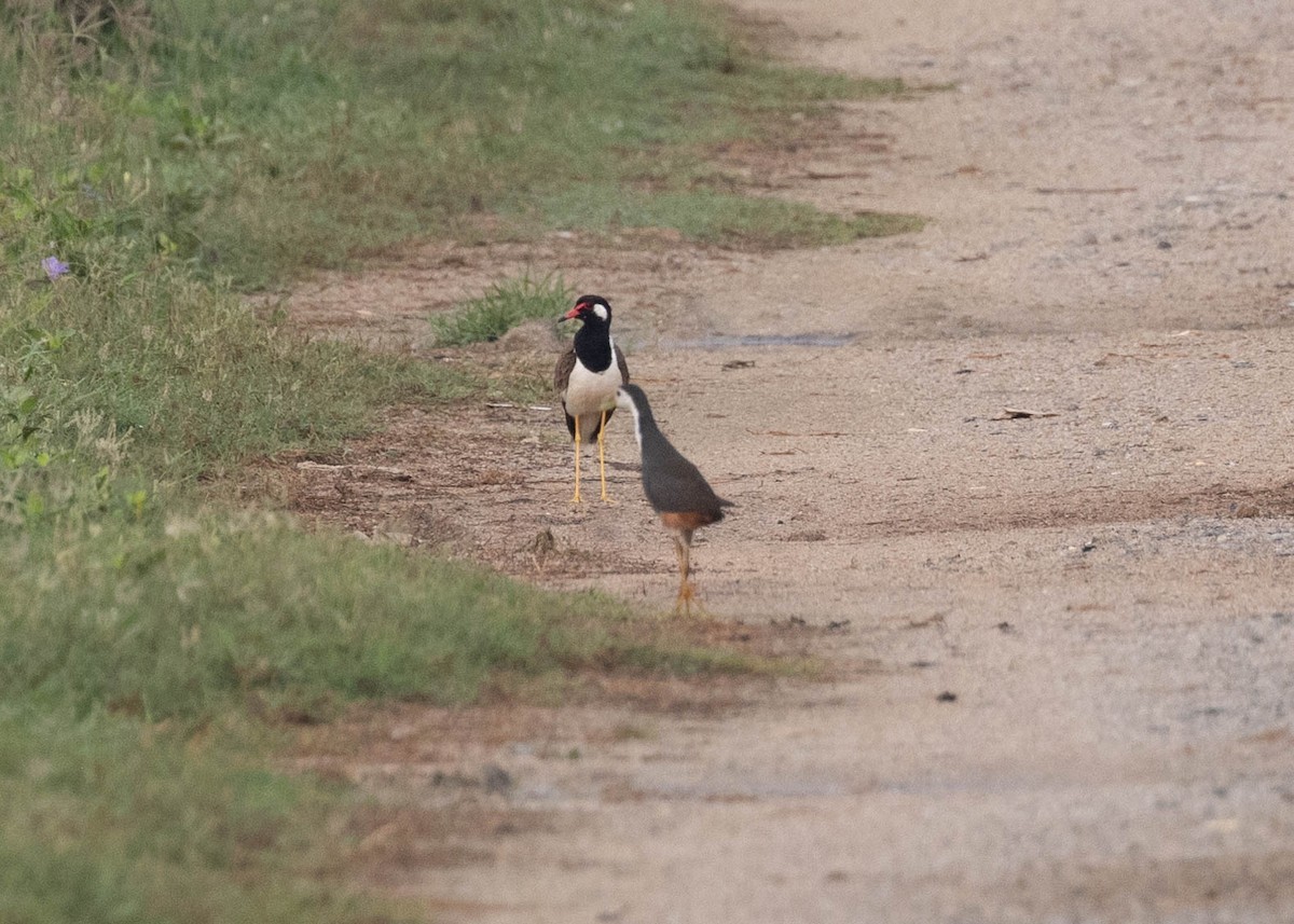 Red-wattled Lapwing - ML618413299