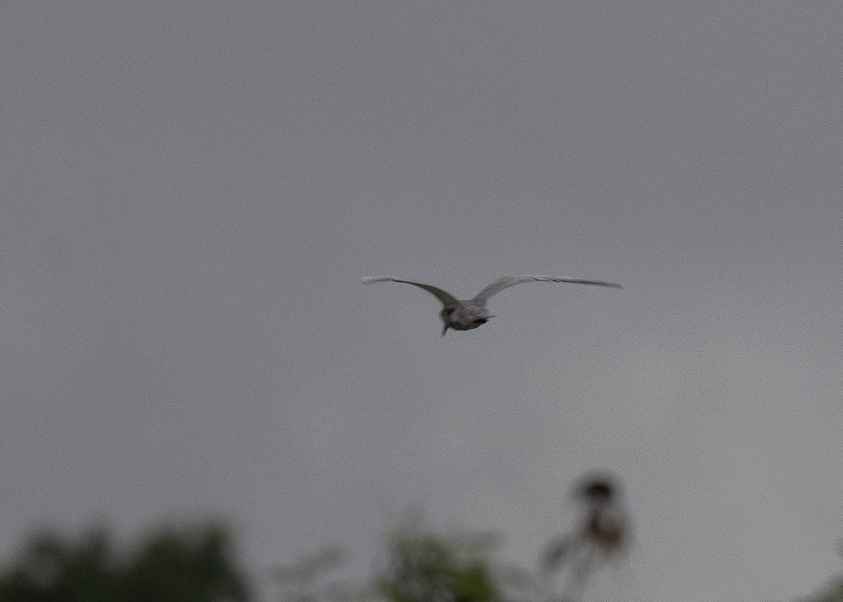 Whiskered Tern - ML618413300