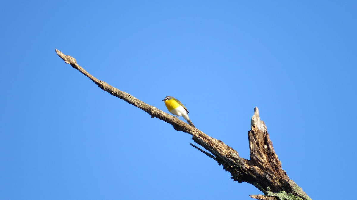 Yellow-breasted Chat - ML61841331