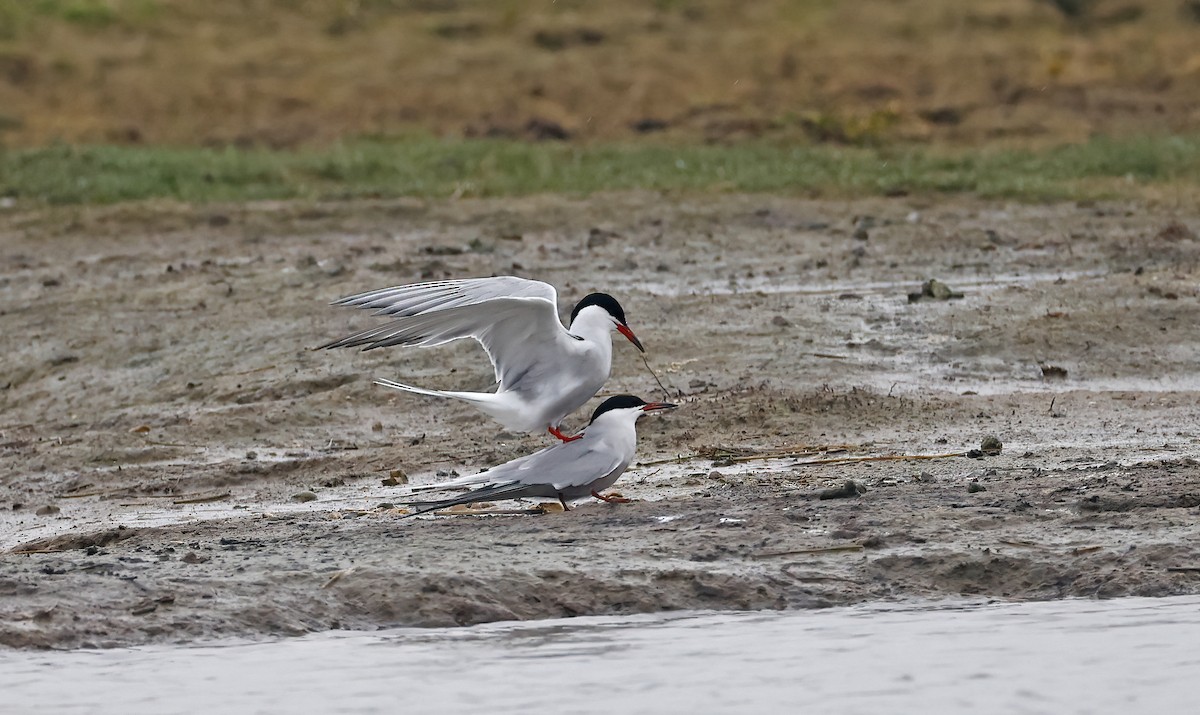 Common Tern - Jim Lawrence