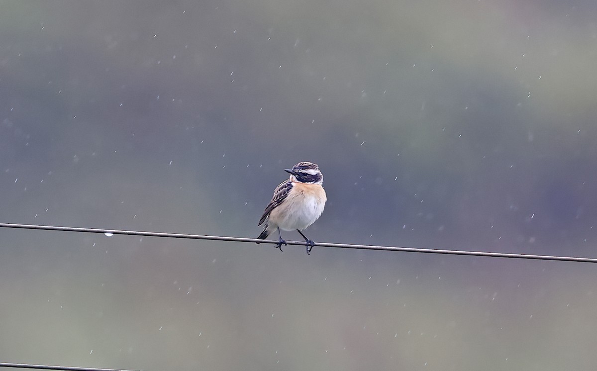 Whinchat - ML618413348