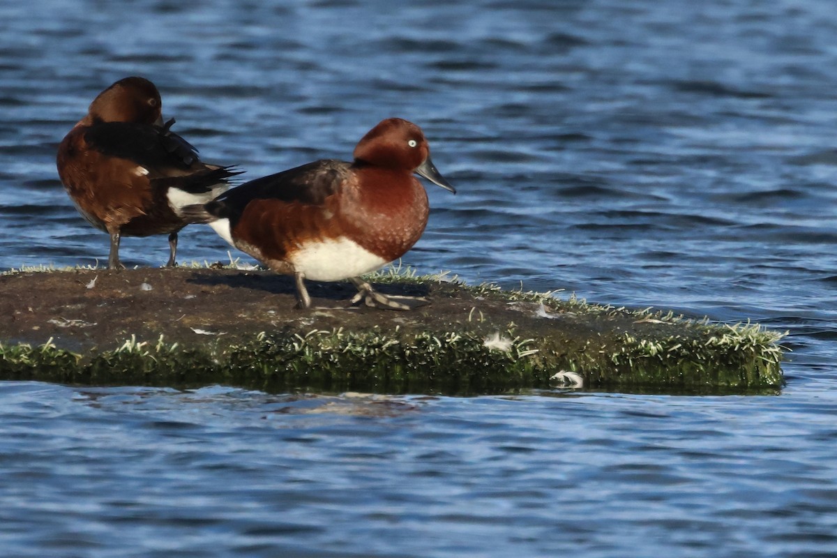 Ferruginous Duck - ML618413350