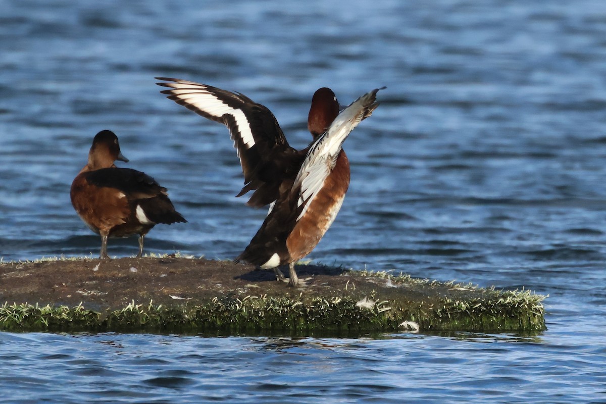 Ferruginous Duck - ML618413351