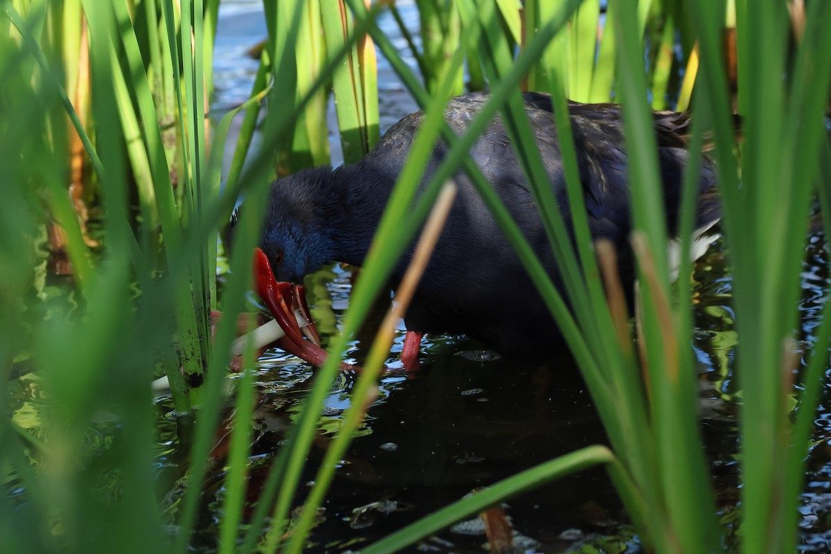 Western Swamphen - Stefan Aki Ragnarsson