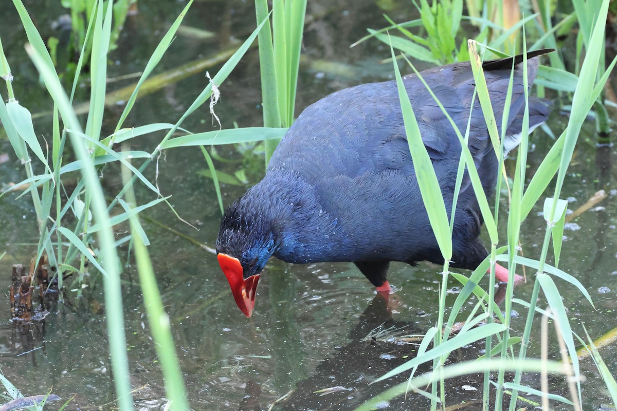 Western Swamphen - ML618413364