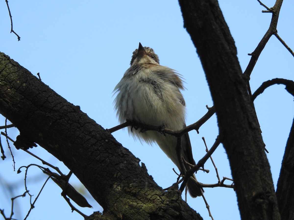 Spotted Flycatcher - ML618413392