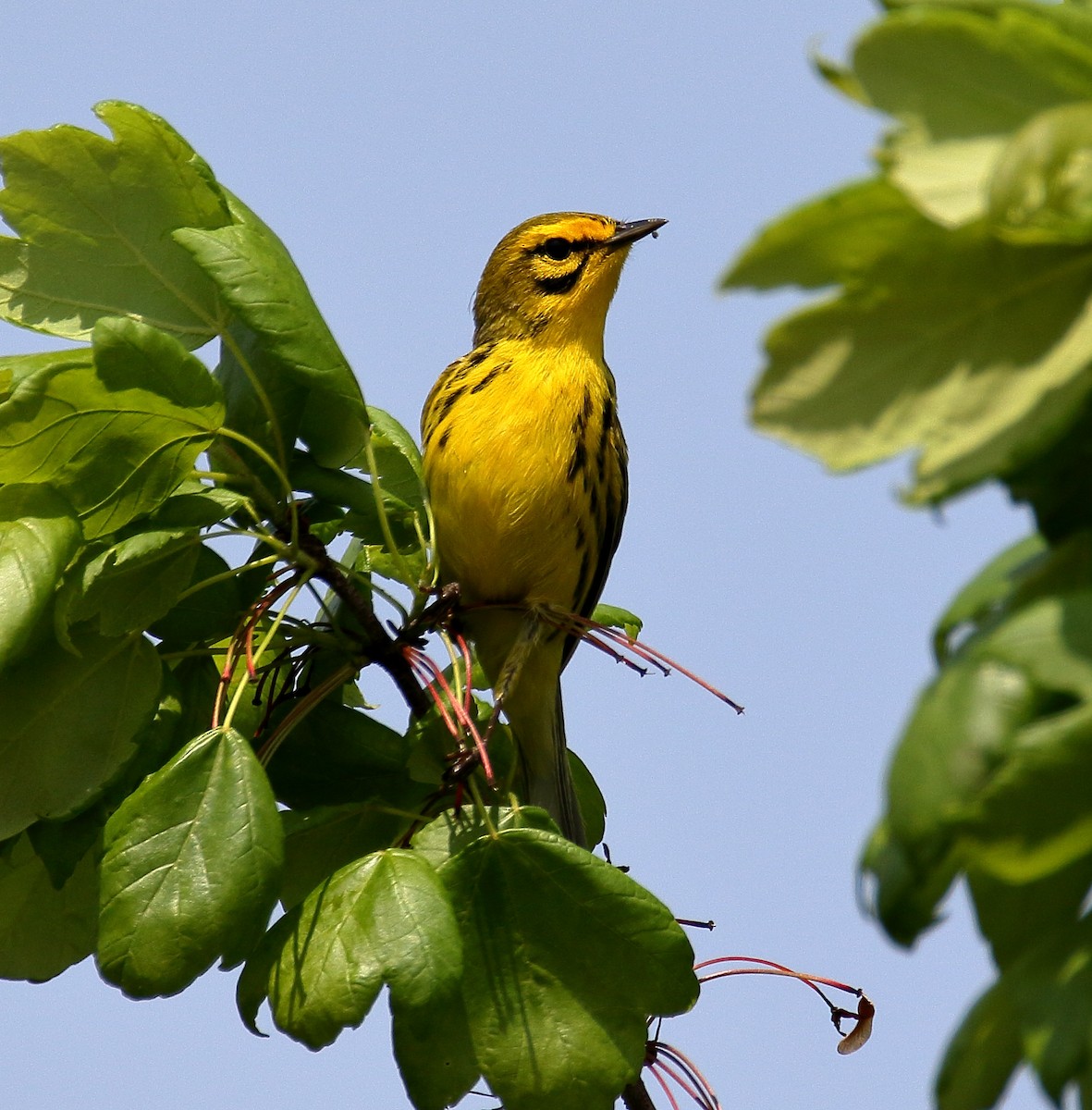 Prairie Warbler - ML618413398