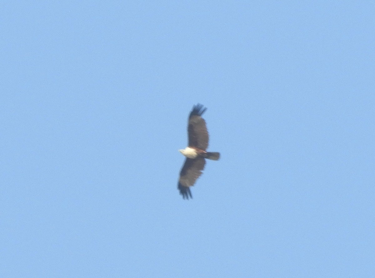 Brahminy Kite - Manju Sinha