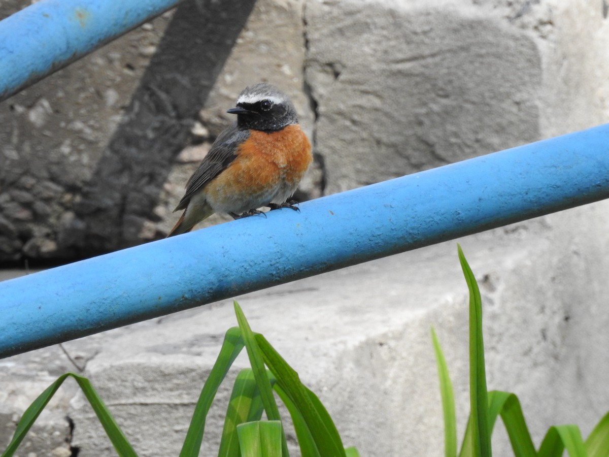 Common Redstart - ML618413436