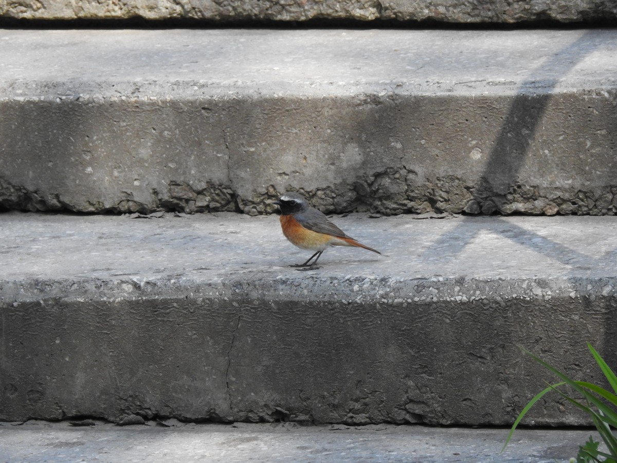 Common Redstart - ML618413437