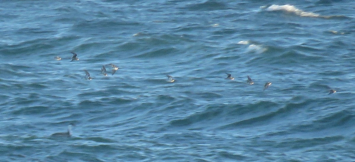 Red-necked Phalarope - ML618413485